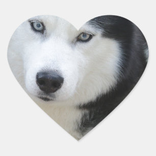 Sibirischer Husky Herz-Aufkleber