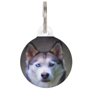 Sibirischer Husky-Hund. Haustiermarke
