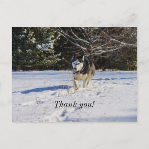 Sibirischer Husky im Schnee Dankeschön-Postkarte Postkarte