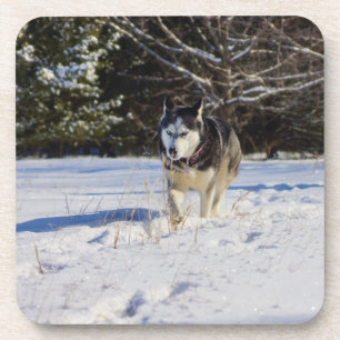 Sibirischer Husky im Schnee Getränkeuntersetzer