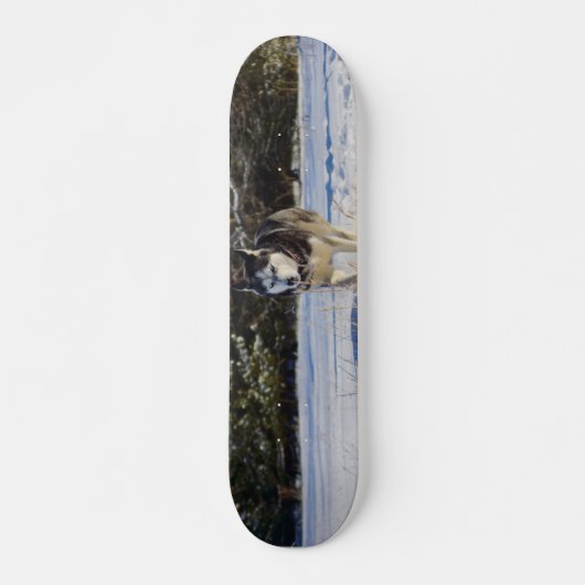 Sibirischer Husky im Schnee Skateboard (Vorne)