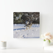 Sibirischer Husky in der Schneemauer Quadratische Wanduhr (Zuhause)