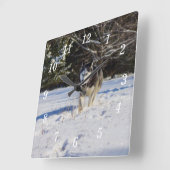 Sibirischer Husky in der Schneemauer Quadratische Wanduhr (Winkel)