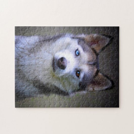 Sibirischer Husky Jigsaws. Puzzle (Horizontal)