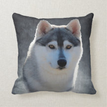 Sibirischer Husky