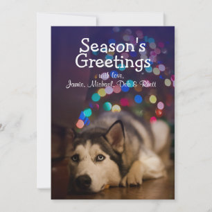 Sibirischer Husky legt auf seinem Lieblingsspielze