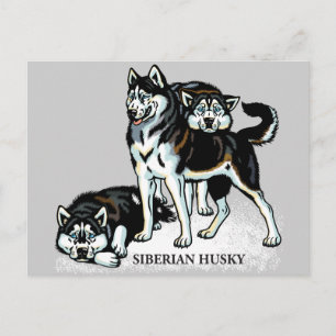 sibirischer Husky Postkarte