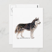 Sibirischer Husky! Postkarte (Vorne/Hinten)