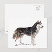 Sibirischer Husky! Postkarte (Vorne/Hinten)