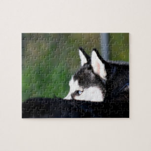 Sibirischer Husky Puzzle