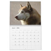 Sibirischer Husky verfolgt Wandkalender (Mär 2026)