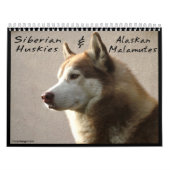 Sibirischer Husky verfolgt Wandkalender (Titelbild)