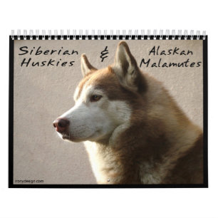 Sibirischer Husky verfolgt Wandkalender