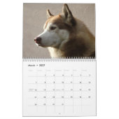 Sibirischer Husky verfolgt Wandkalender (Mär 2027)