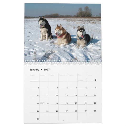 Sibirischer Husky verfolgt Wandkalender (Jan 2027)