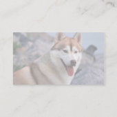Sibirischer Husky Visitenkarte (Rückseite)