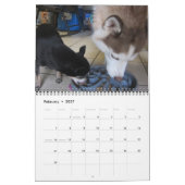 Sibirischer Husky wächst auf Kalender (Feb 2027)