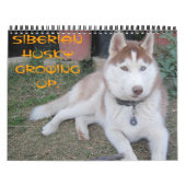 Sibirischer Husky wächst auf Kalender (Titelbild)