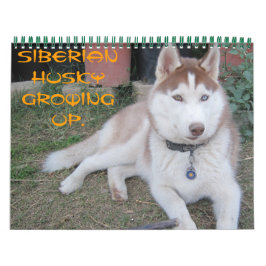 Sibirischer Husky wächst auf Kalender