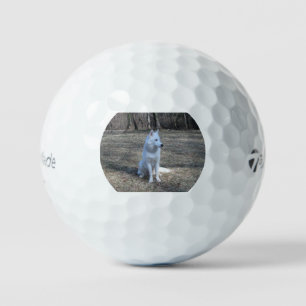 sibirischer Husky weiß voll 2 Golfball