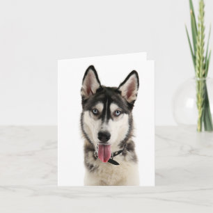 Sibirischer Husky-Welpenhund Hallo, Ich denke an D Karte