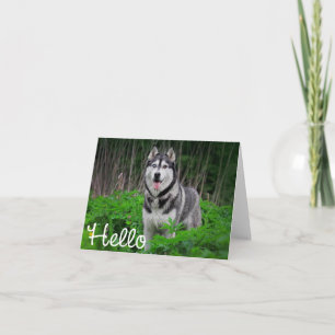 Sibirischer Husky-Welpenhund Hallo, Ich denke an D Karte