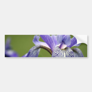 Sibirischer Iris-Autoaufkleber Autoaufkleber
