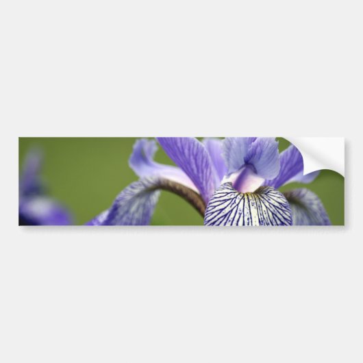 Sibirischer Iris-Autoaufkleber Autoaufkleber (Vorne)