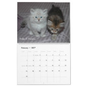 Sibirischer Katzen-Kalender 2008 Kalender (Feb 2027)