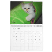 Sibirischer Katzen-Kalender 2009 Kalender (Mär 2026)