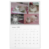 Sibirischer Katzen-Kalender 2009 Kalender (Jan 2027)