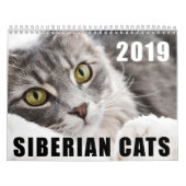 Sibirischer Katzenkalender 2019 Kalender (Titelbild)