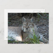 Sibirischer Luchs 017 Postkarte (Vorne/Hinten)