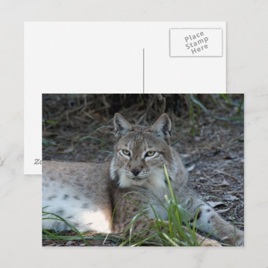 Sibirischer Luchs 017 Postkarte (Vorne/Hinten)