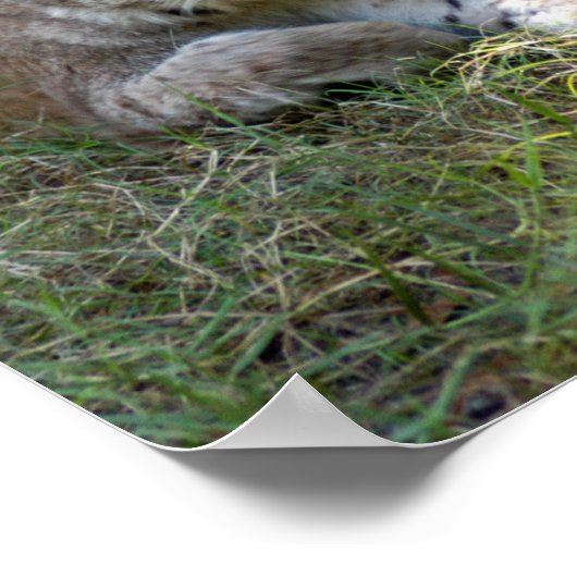 Sibirischer Luchs 027 Poster (Ecke)