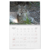 sibirischer Luchs 034, sibirischer Luchs Kalender (Mär 2027)