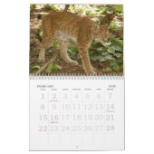 sibirischer Luchs 034, sibirischer Luchs Kalender (Feb 2026)