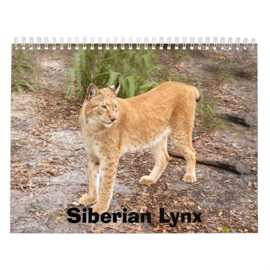 Sibirischer Luchs-Kalender, sibirischer Luchs Kalender (Titelbild)