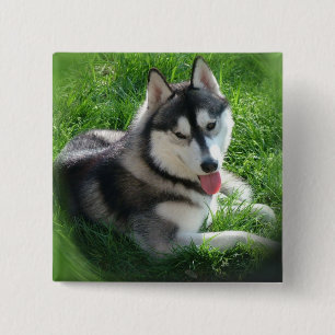 Sibirischer Schlittenhund-Hundequadrat-Button Button