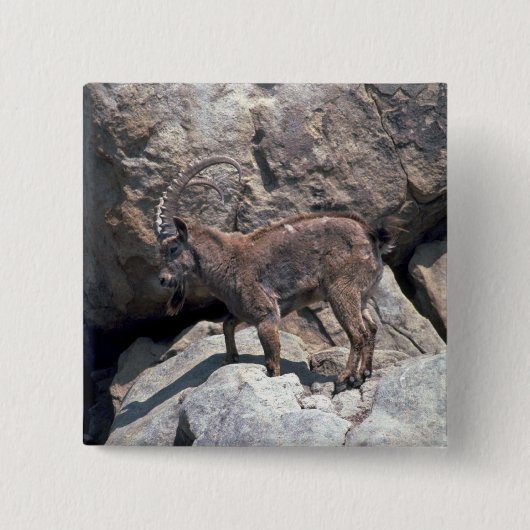 Sibirischer Steinbock Button (Vorderseite)