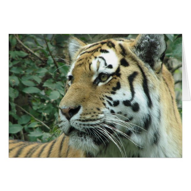 Sibirischer Tiger (Vorderseite (Horizontal))