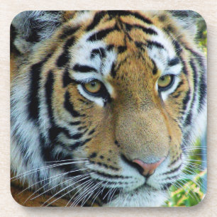 Sibirischer Tiger, Amur-Tiger Achterbahn Untersetzer