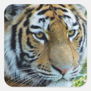 Sibirischer Tiger, Amur-Tiger Aufkleber