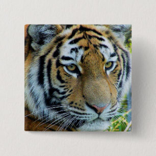 Sibirischer Tiger, Amur-Tiger Button