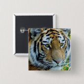 Sibirischer Tiger, Amur-Tiger-Knopf Button (Vorne & Hinten)