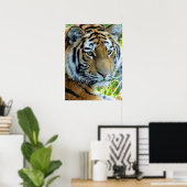 Sibirischer Tiger, Amur Tiger Poster (Heimbüro)