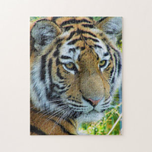Sibirischer Tiger, Amur-Tiger Puzzle