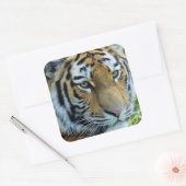Sibirischer Tiger, Amur Tiger Sticker (Umschlag)