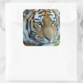 Sibirischer Tiger, Amur Tiger Sticker (Tasche)
