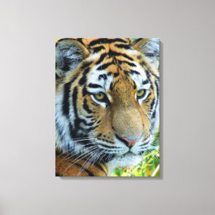 Sibirischer Tiger, Amur-Tiger Wrapped Canvas Leinwanddruck